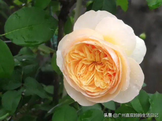 养花有什么论坛可以看看？就是人们可以发帖讨论那种？