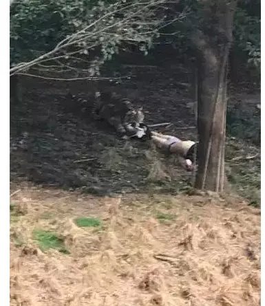 宁波雅戈尔动物园老虎咬人事件是怎么回事？