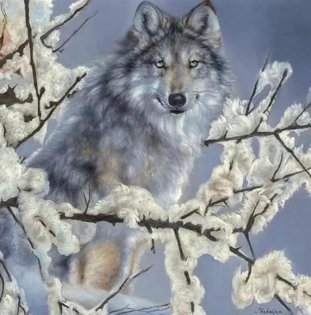 牧民为保护羊群打死狼(内蒙古徒手杀狼)