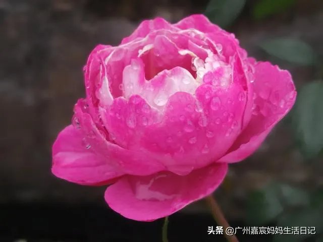 养花有什么论坛可以看看？就是人们可以发帖讨论那种？