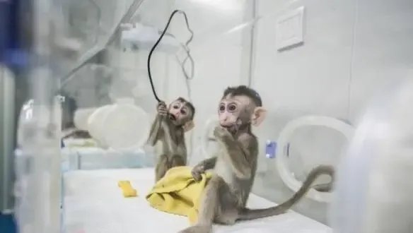 实验猴一只16万元，药企疯狂囤猴，猴子的价格为何这么贵？