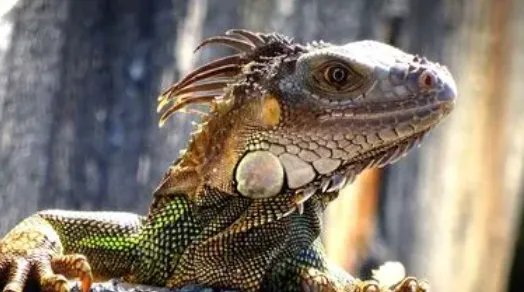 蜥蜴人是什么梗呢?