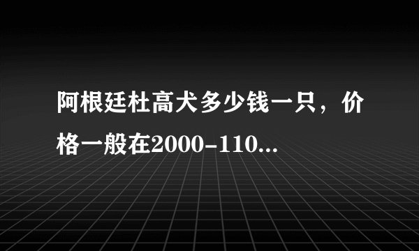 阿根廷杜高犬多少钱一只,价格一般在2000-11000元之间