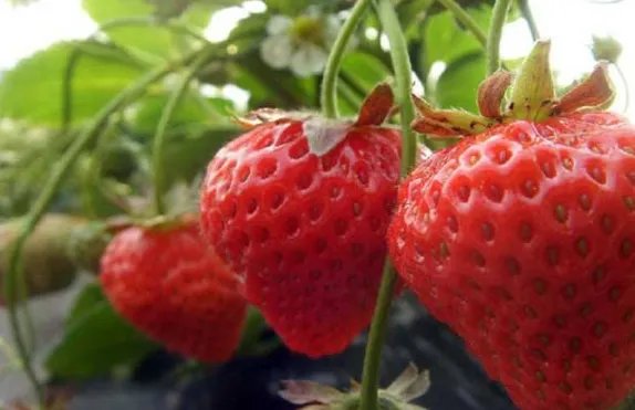 致富新项目有哪些