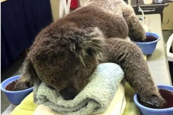 澳大利亚大火致其国宝考拉死亡2万多，为何人们无法及时救助国宝？