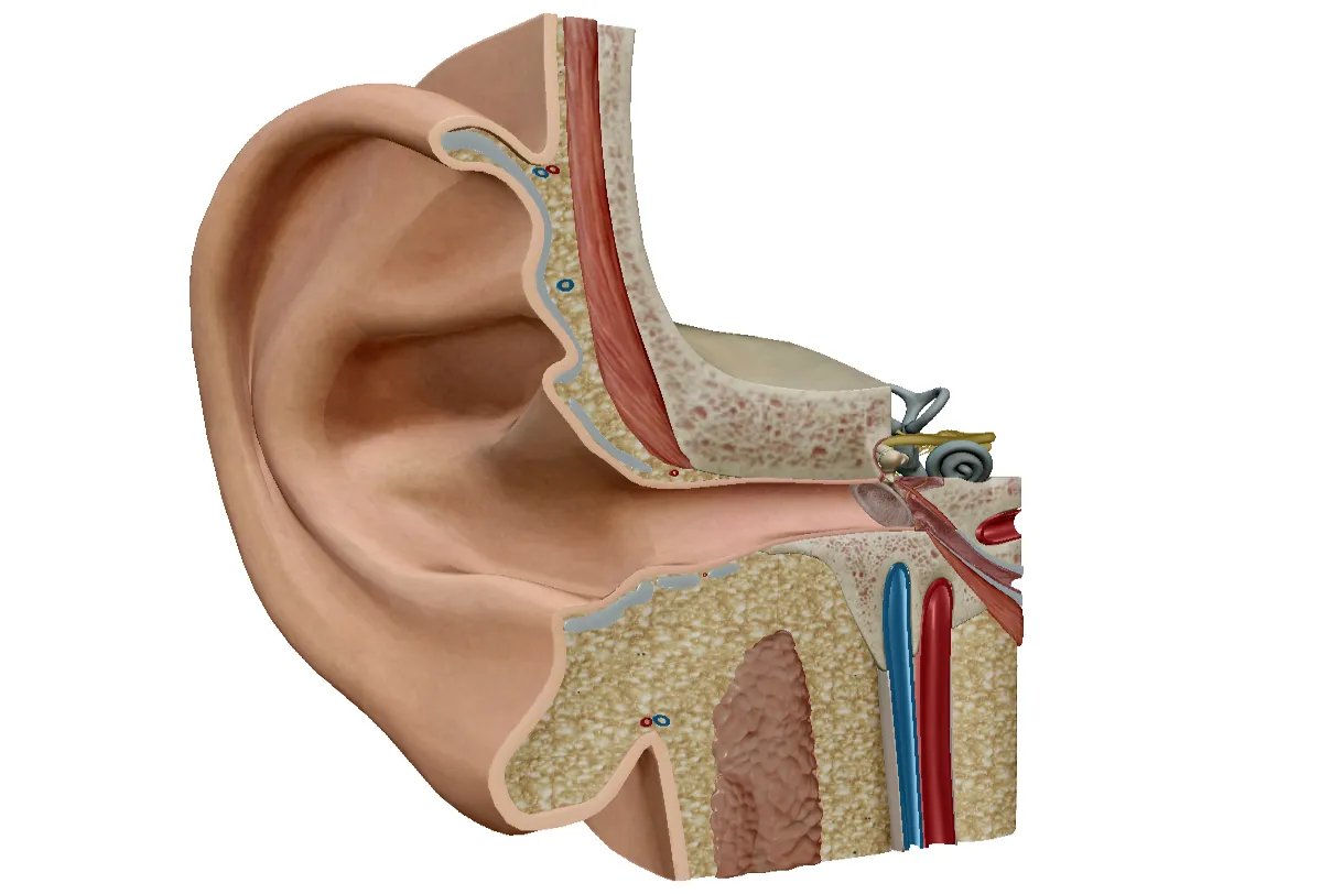 整个头部位置名称图解