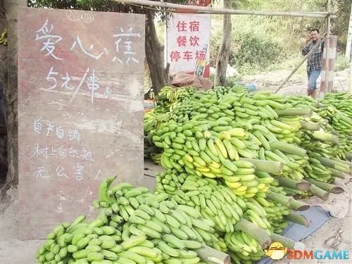 香蕉1毛1斤却无人问津 广西南宁香蕉因早熟滞销