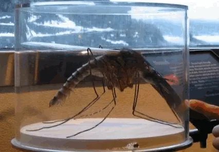 世界上最大的蚊子是什么