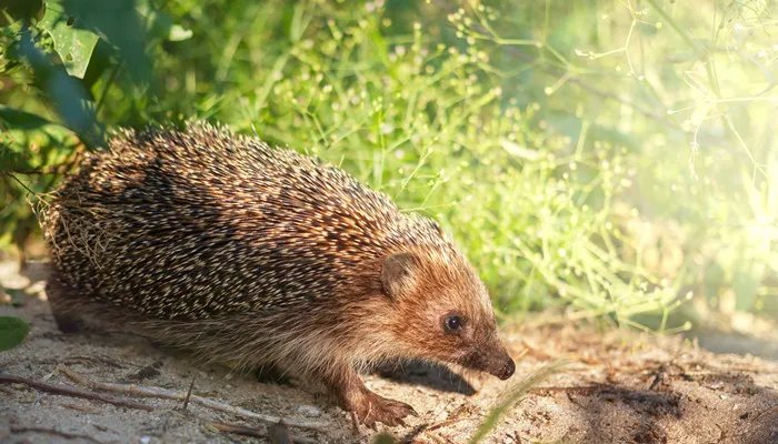 三有保护动物是什么意思 三有保护动物的意思