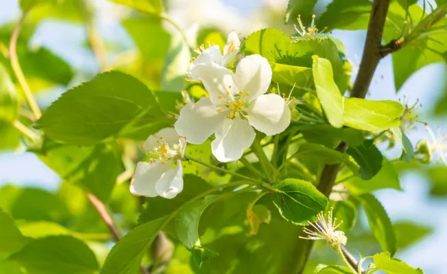 春分节气古诗 关于春分节气的诗句有哪些