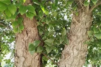 柞木的功效与作用