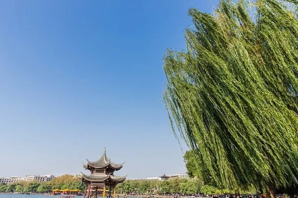 碧玉妆成一树高全诗意思 碧玉妆成一树高的意思是什么啊