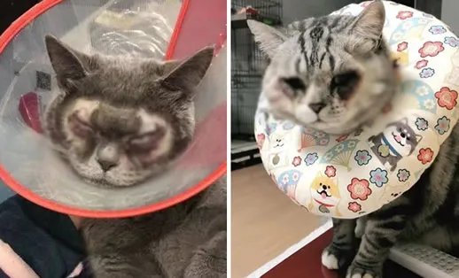 万元给猫割双眼皮什么情况：猫没得选择照片令人心疼