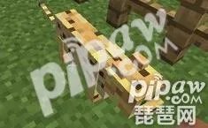 我的世界豹猫怎么驯服 豹猫驯服方法推荐 每日一条