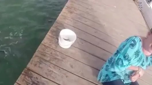 女子在河边喂鱼 下一幕让她傻眼（图）