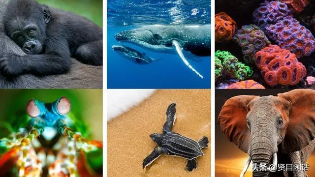 世界地球日是什么节日，什么来历？