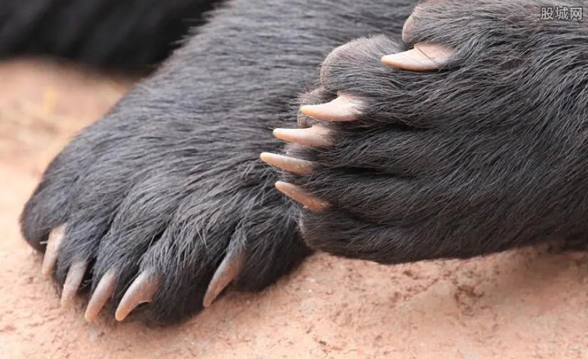 女子晒吃熊掌照 究竟是法盲还是作秀