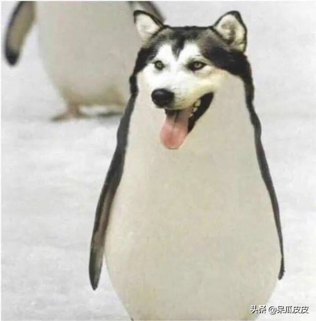 有哪些神一样的回复?