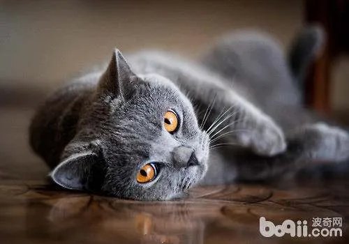 猫咪配种要注意什么？