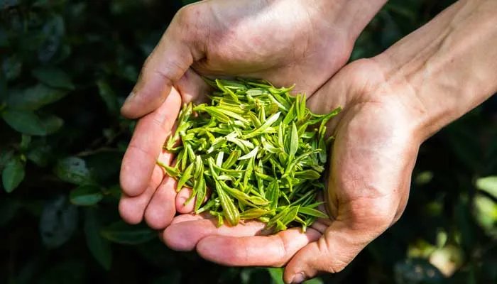 茗德是哪个国家的品牌 茗德是什么品牌