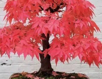 红枫什么时候种植最好？美国红枫栽培技术是什么？