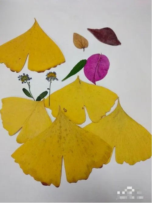 如何教幼儿画简单树叶贴画？