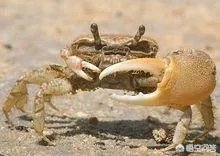 巨招潮蟹在哪个地方生存？