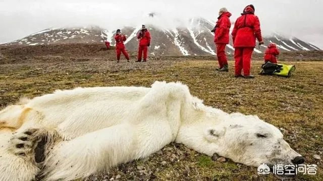 近来北极圈罕见32℃高温，高温成因是什么？北极熊受此影响会走向灭绝吗？