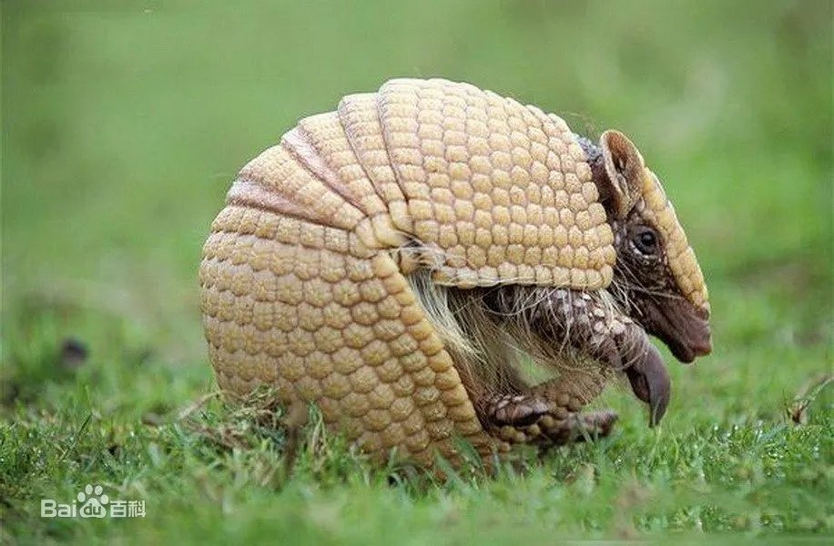 本届世界杯吉祥物是什么动物？