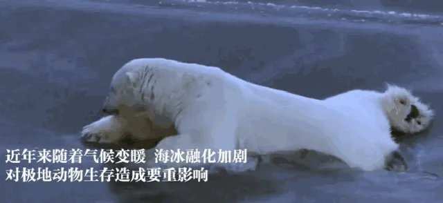 近来北极圈罕见32℃高温，高温成因是什么？北极熊受此影响会走向灭绝吗？