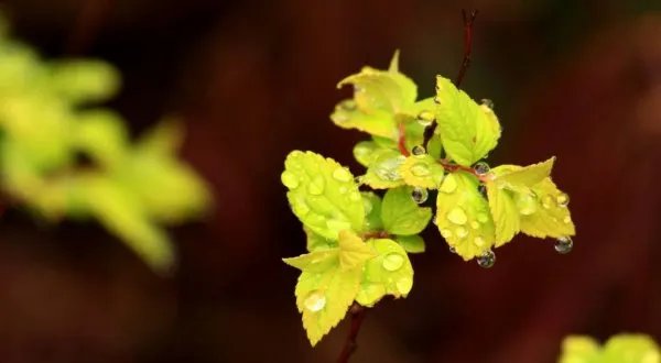 清明节的来历简短