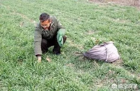 西安村民将麦田设为临时停车场收费遭质疑,你怎么看?