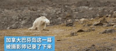 近来北极圈罕见32℃高温，高温成因是什么？北极熊受此影响会走向灭绝吗？