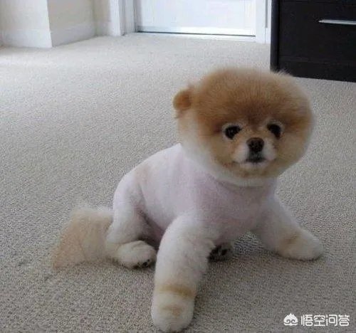 狗狗夏天能吃冰的吗?