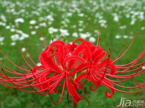 彼岸花的花语 关于彼岸花的图片欣赏