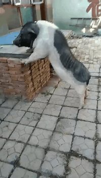 周一内涵囧图云飞系列 看到黑丝小姐姐就走不动路了